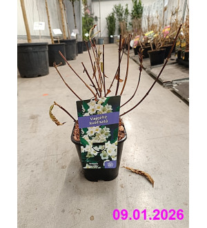 Weigela 'Candida' C 1,4 L
